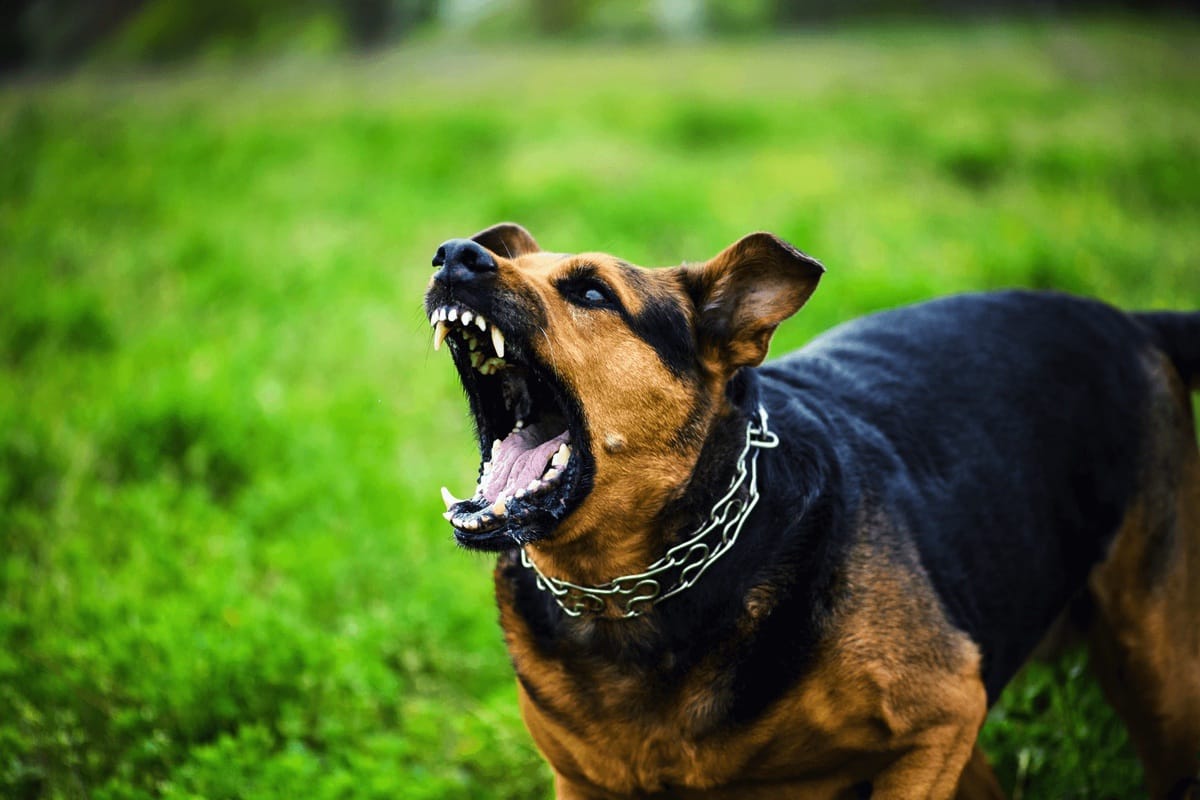Mordidas de Perro